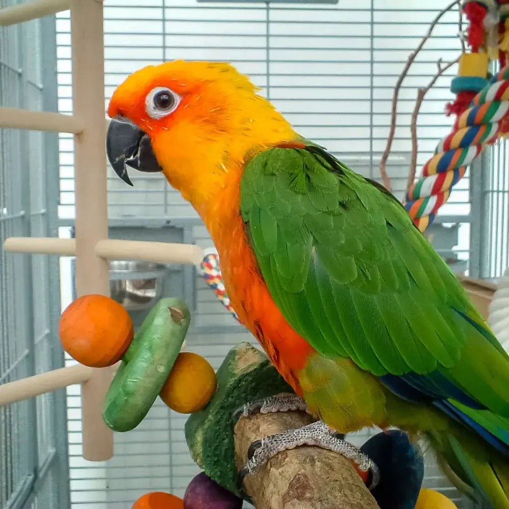 Birds