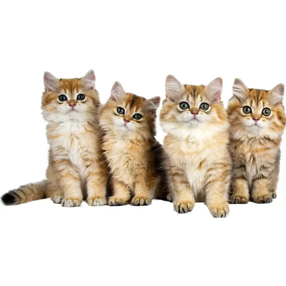 Cats