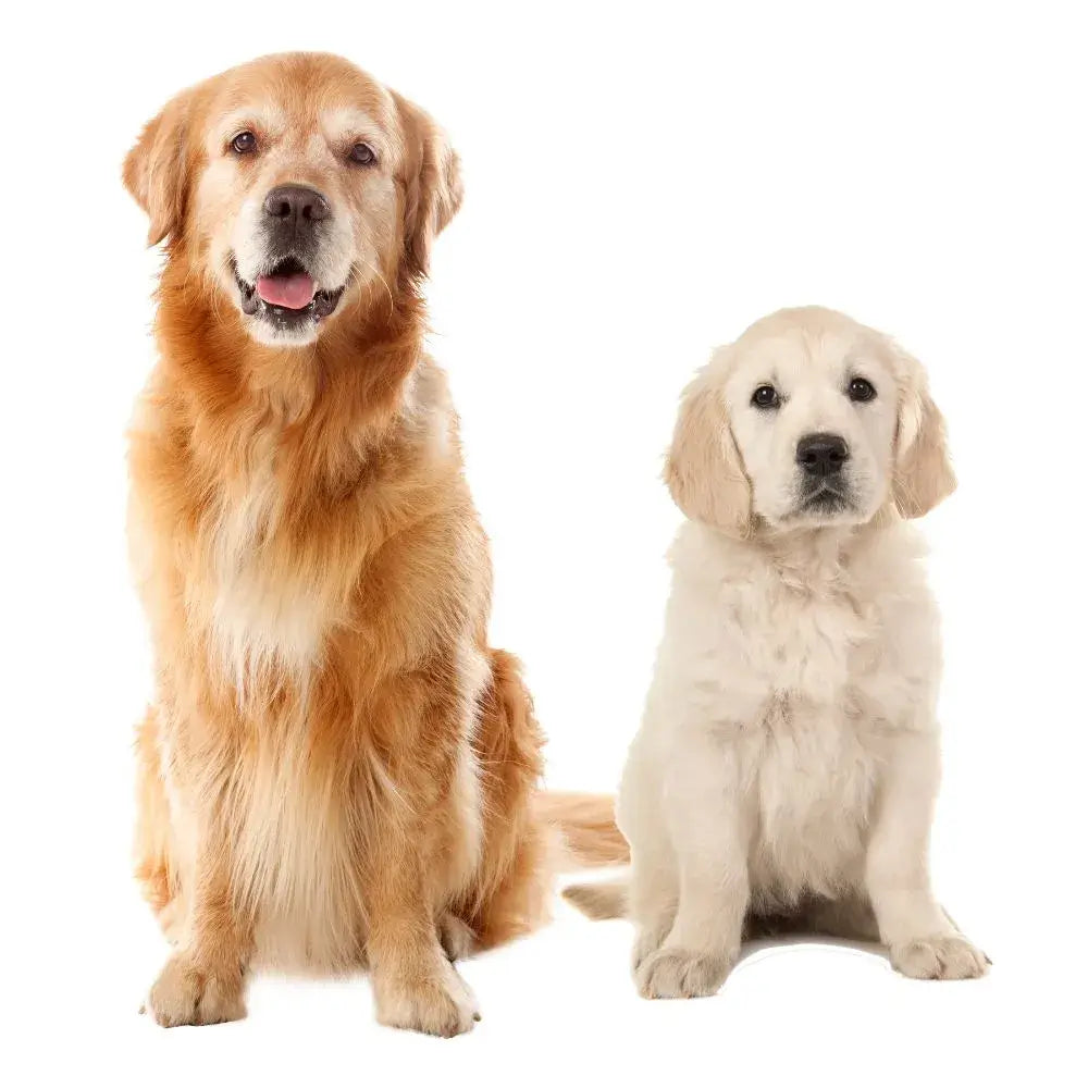 Dogs