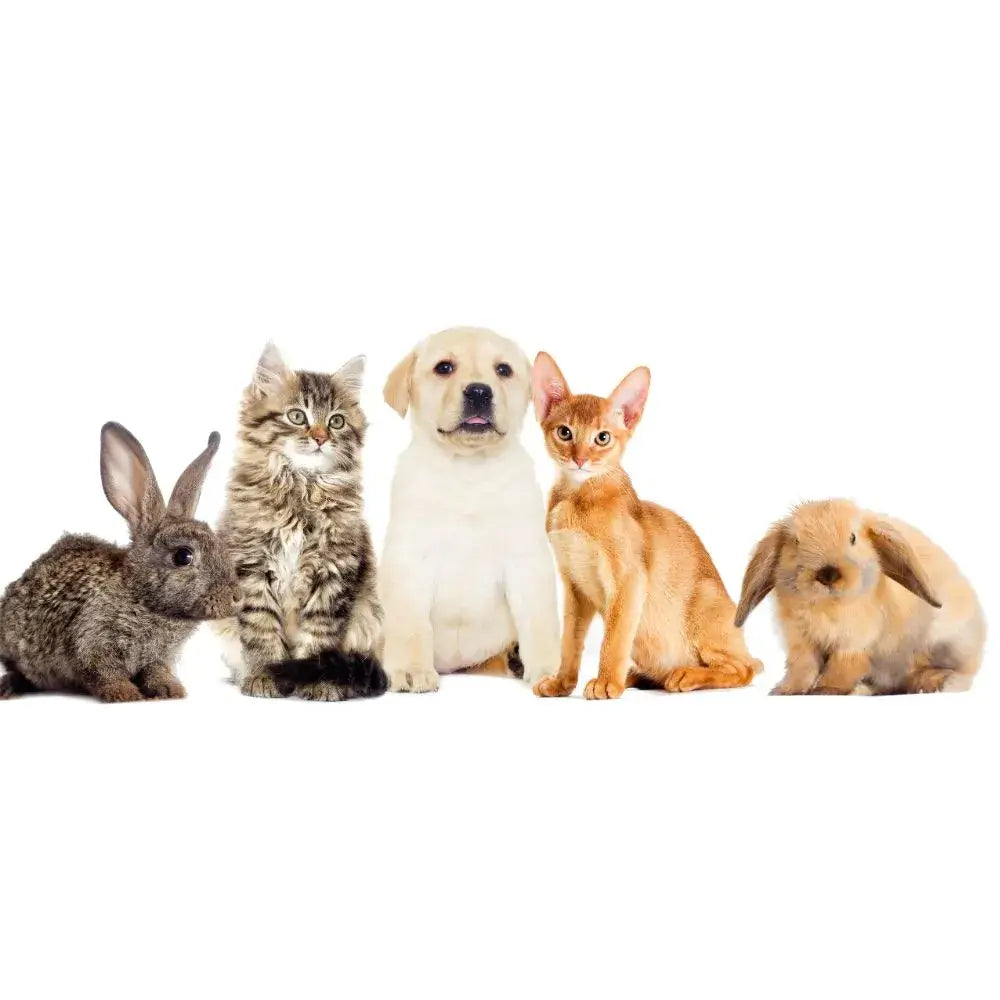 Pets